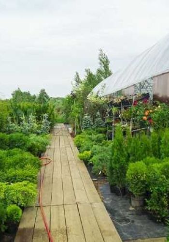Саженцы лиственных деревьев и кустарников