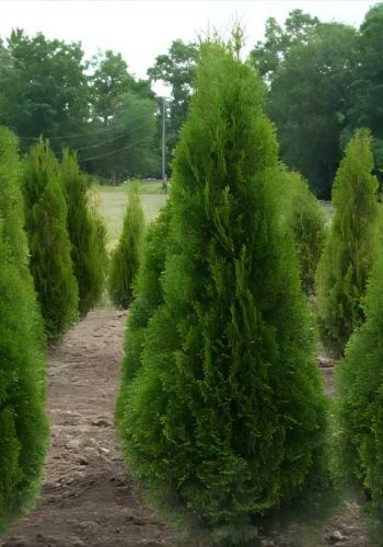 Живая изгородь из Туи Западной (Thuja Brabant, Thuja Smaragd)