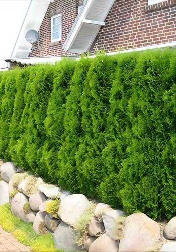 Живая изгородь из Туи Западной (Thuja Brabant, Thuja Smaragd)