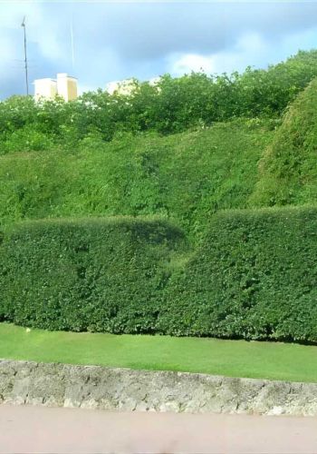 Живая изгородь из Туи Западной (Thuja Brabant, Thuja Smaragd)
