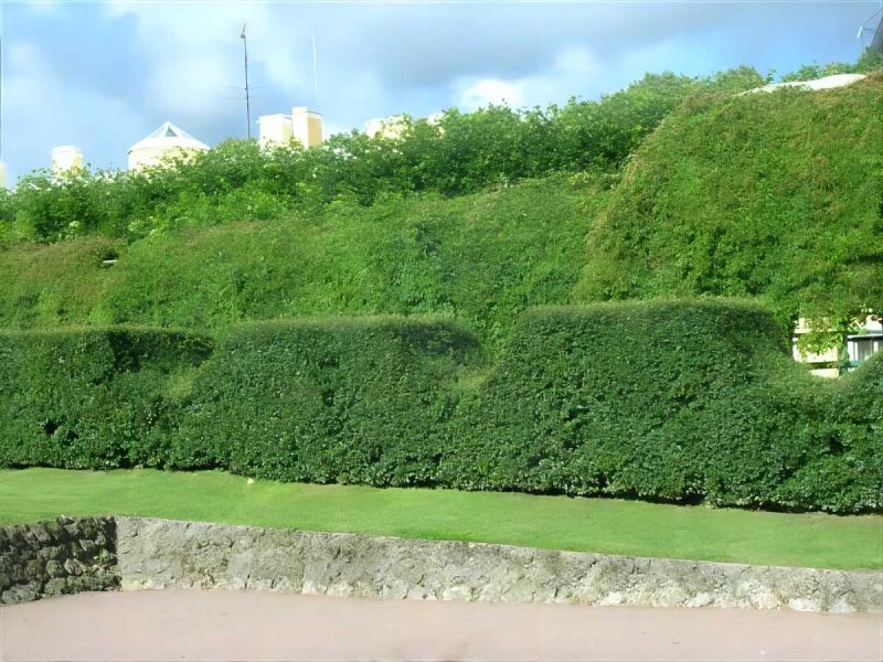 Живая изгородь из Туи Западной (Thuja Brabant, Thuja Smaragd)