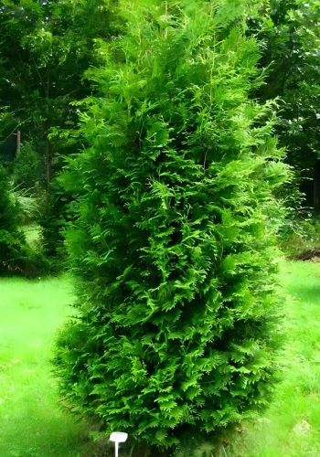 Живая изгородь из Туи Западной (Thuja Brabant, Thuja Smaragd)