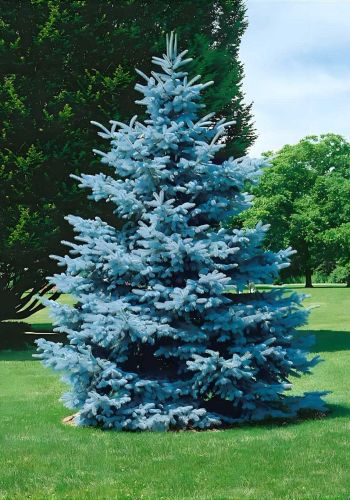 Живая изгородь из Туи Западной (Thuja Brabant, Thuja Smaragd)