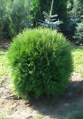 Живая изгородь из Туи Западной (Thuja Brabant, Thuja Smaragd)