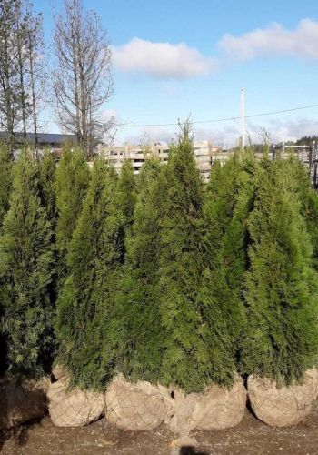 Живая изгородь из Туи Западной (Thuja Brabant, Thuja Smaragd)